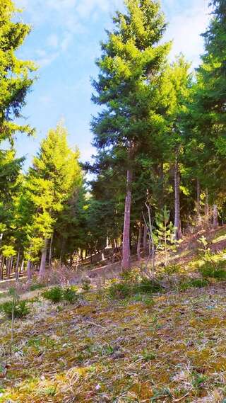 Гостевой дом forest panorama Боржоми Четырехместный номер с видом на горы-21