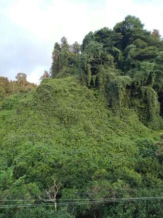 Проживание в семье GUESTHOUSE Батуми