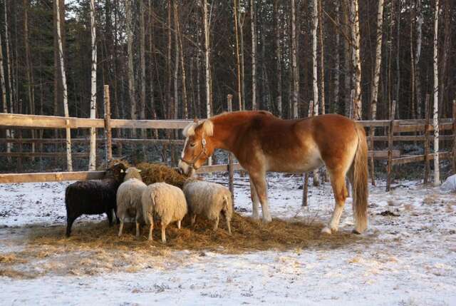 Фермерские дома Heidin Mummola Farm Пелло-18