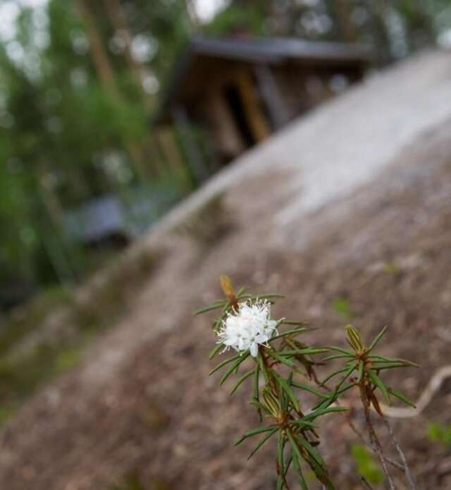 Шале Pielppa Lodge Оривеси-3