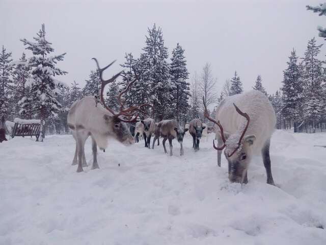 Дома для отпуска Revontulen Tupa Кааманен-5