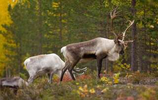 Виллы Lapland Villa Пухатунтури Вилла с 3 спальнями-66