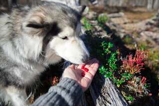 Шале Huskylodge Саариселькя Шале с 12 спальнями-69