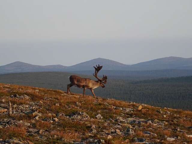 Виллы Arctic Sky Lapland Саариселькя-28