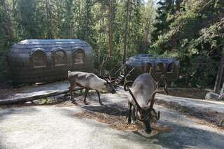 Дома для отпуска Igluhut – Sleep with reindeer
