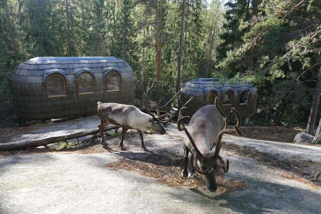 Дома для отпуска Igluhut – Sleep with reindeer Эспоо-23