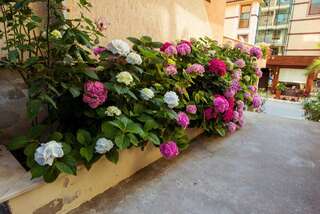 Фото Отель Hotel Orchidea город Созополь (20)
