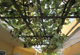 Гостиница Гостевой Дом Ветерок Адлер