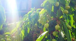 Гостевой дом Alliat Судак