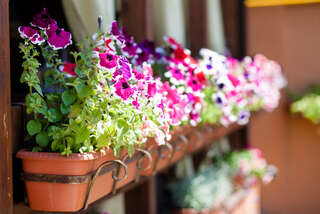 Гостевой дом Жемчуг Village Веселое